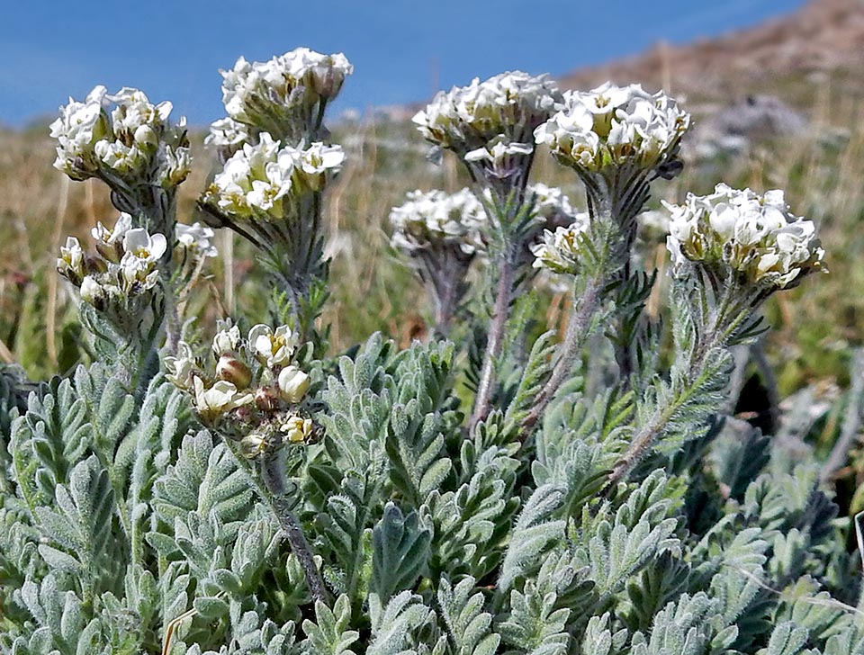 Smelowskia americana es una herbácea perenne orófita, densamente cespitosa, que alcanza los 20 cm de altura, con hojas pinnadas pilosas para protegerse del frío