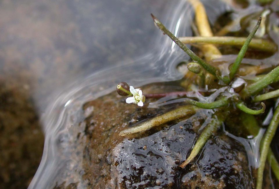 Subularia aquatica