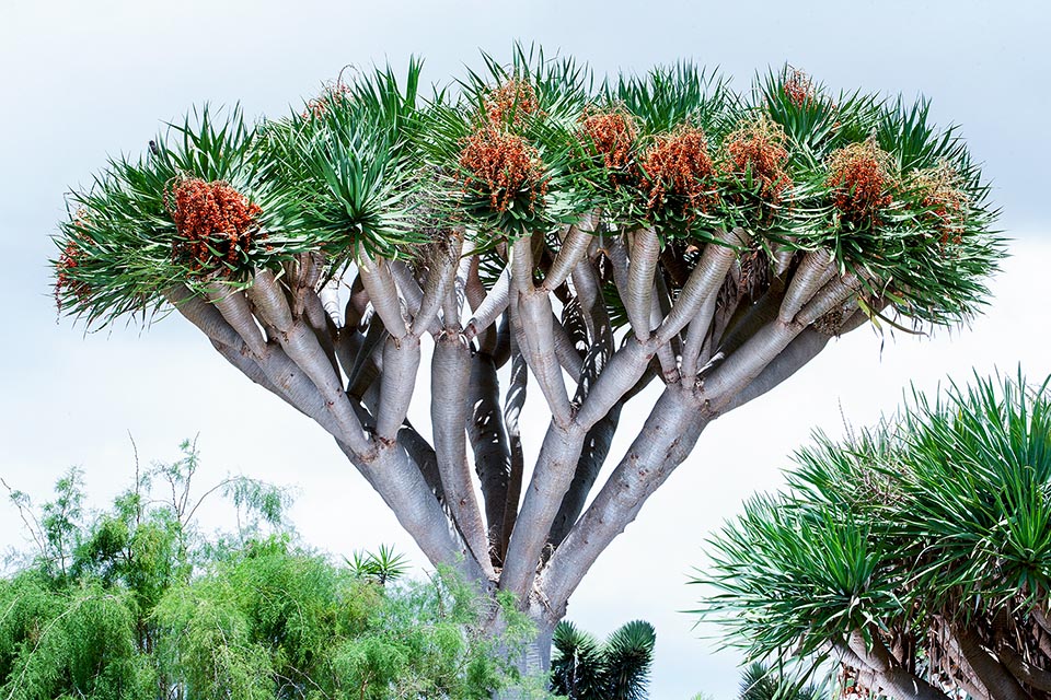 Dracaena draco, Nolinoideae