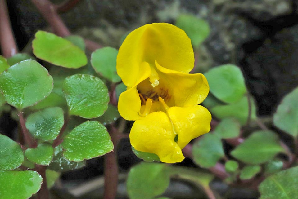 Impatiens repens