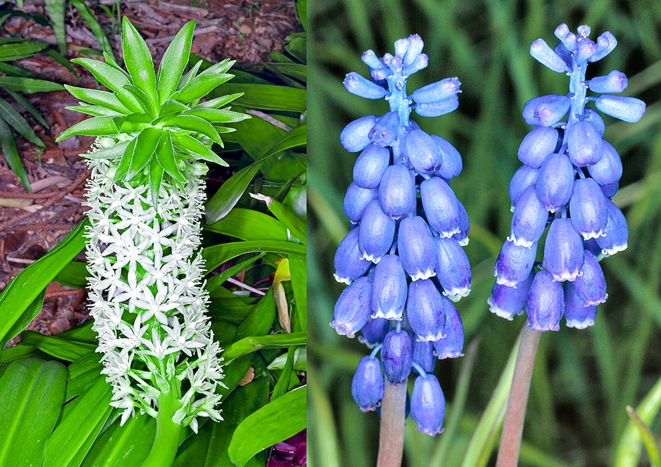 Eucomis comosa, Muscari armeniacum, Scilloideae 