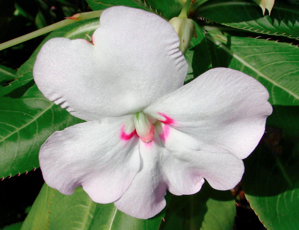 Impatiens sodenii