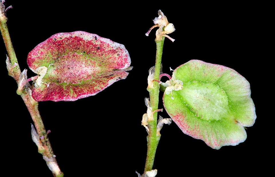  Beaucarnea recurvata frutti