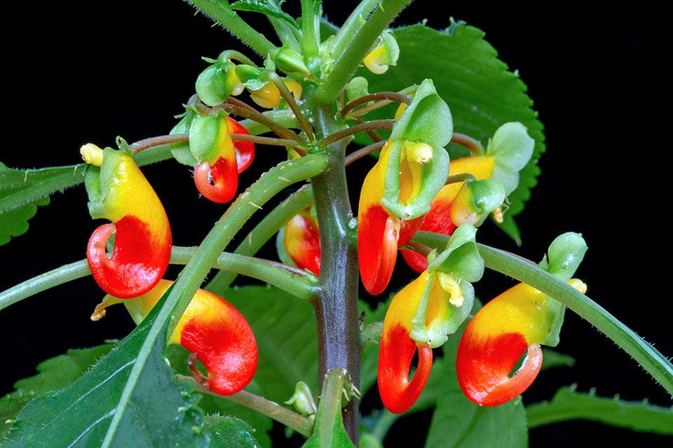 Impatiens niamniamensis