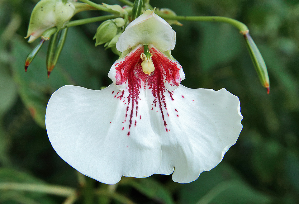 Impatiens tinctoria