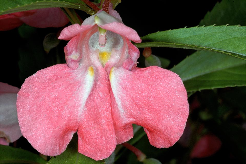 Impatiens balsamina