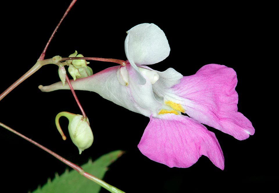 Impatiens balfourii