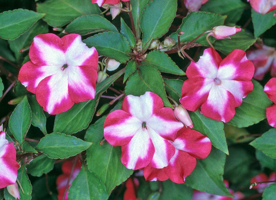 Impatiens walleriana