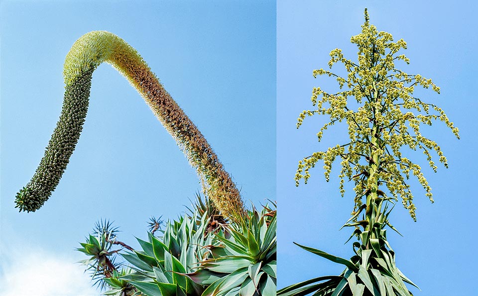 Agave attenuata, Furcraea bedinghausii. Agavoideae 