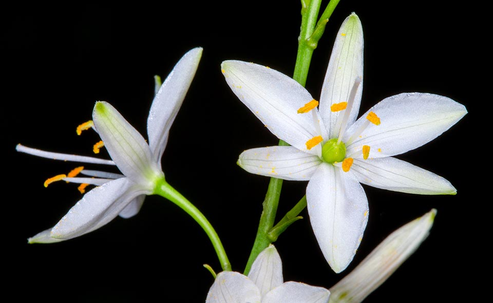 Anthericum ramosum, Agavoideae 