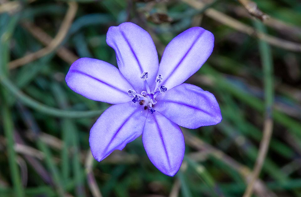 Aphyllanthes monspeliensis, Aphyllanthoideae 