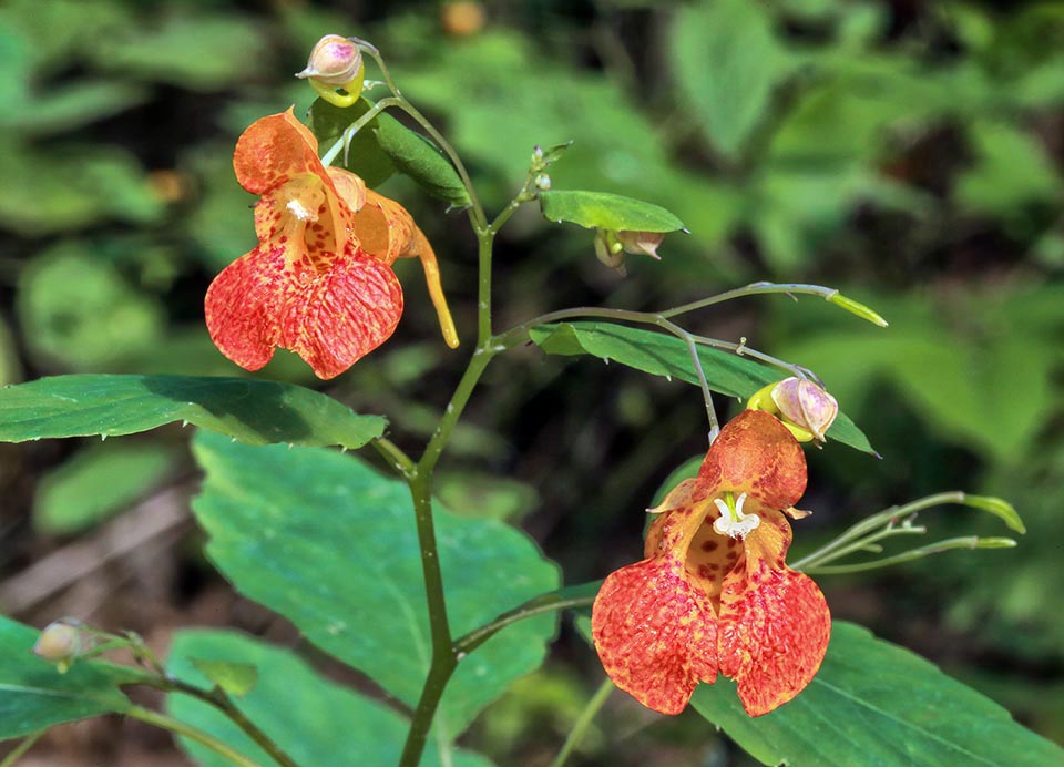 Impatiens capensis