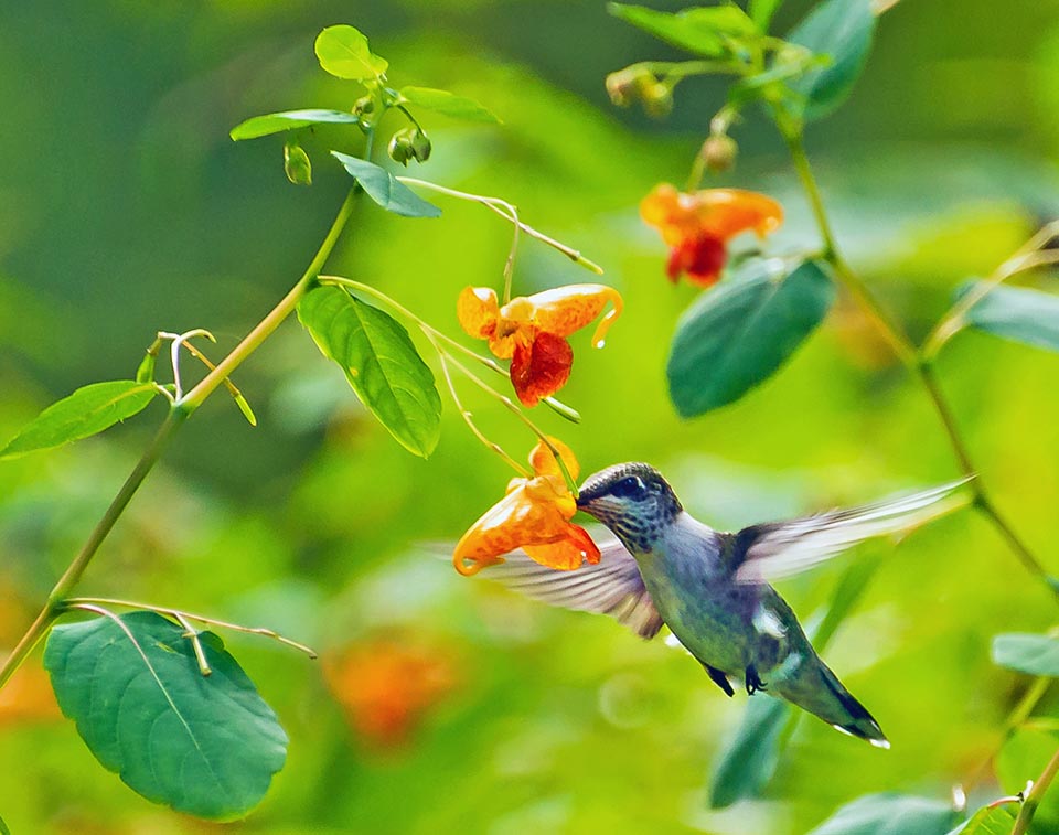 Impatiens capensis