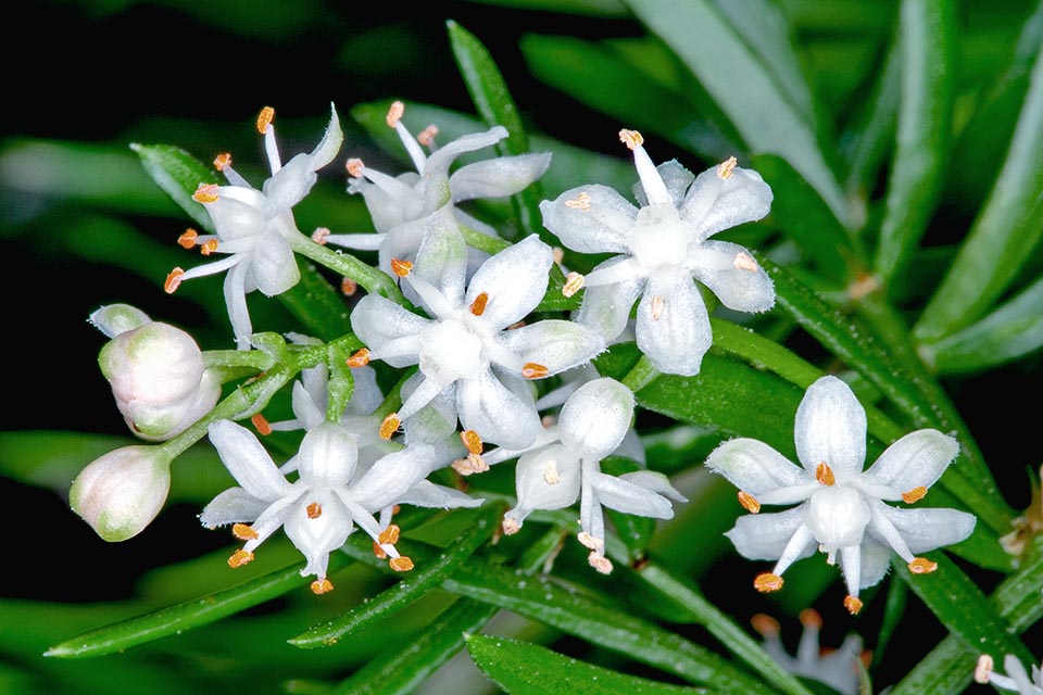 Asparagus densiflorus