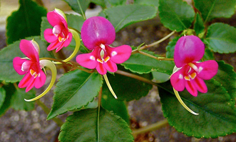 Impatiens kilimanjari