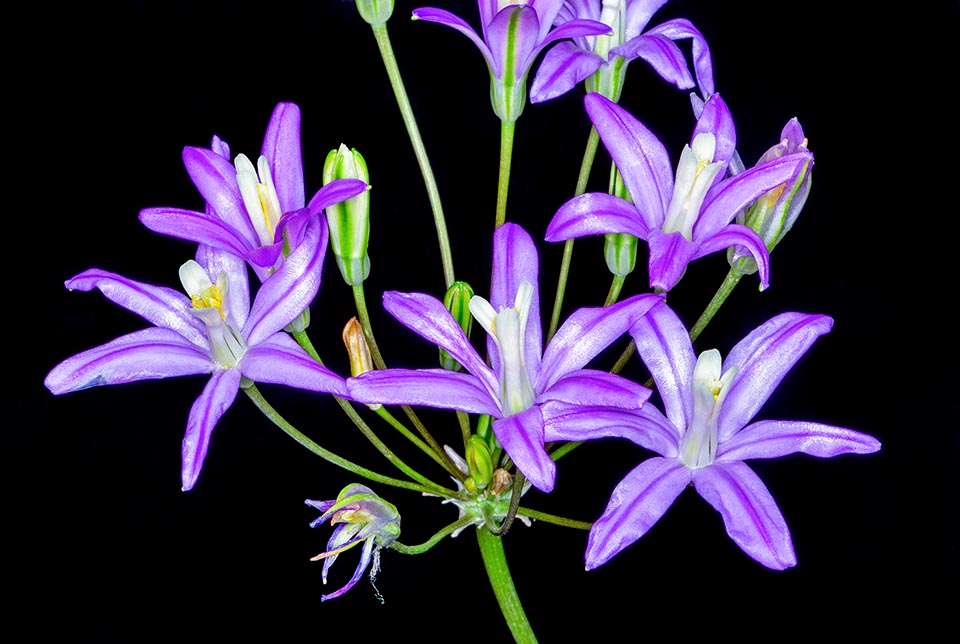 Brodiaea californica