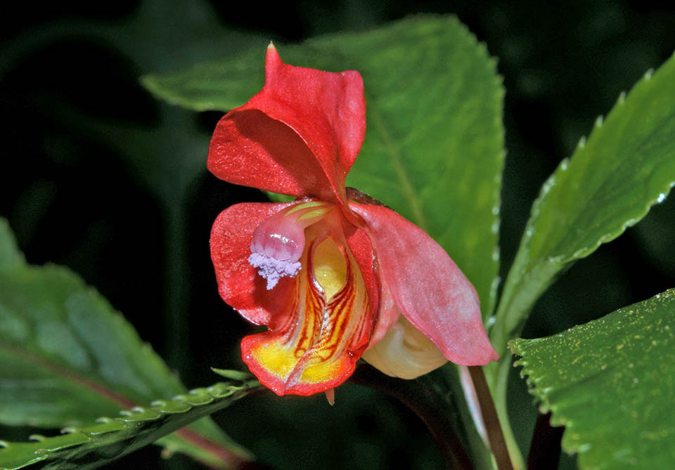 Impatiens bicaudata 