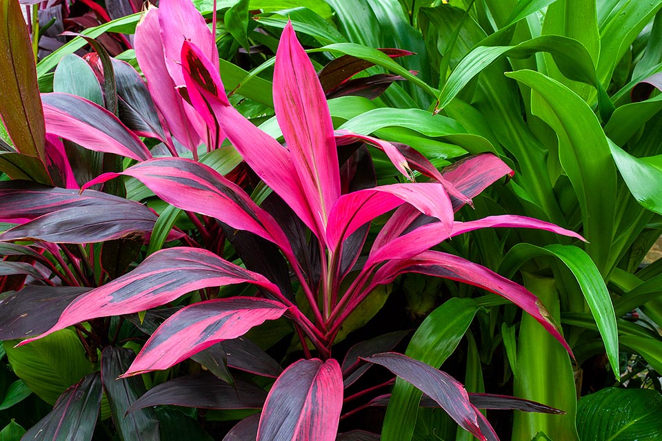 Cordyline fruticosa, Lomandroideae