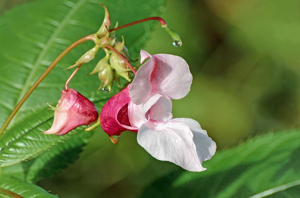 Impatiens glandulifera