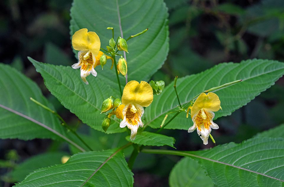 Impatiens edgeworthii