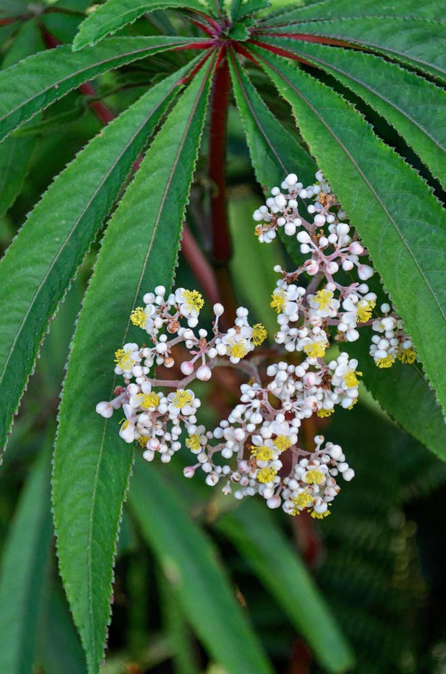 Begonia luxurians