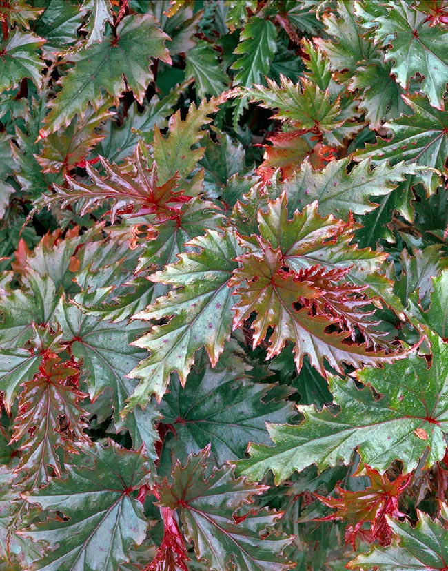 Begonia serratipetala