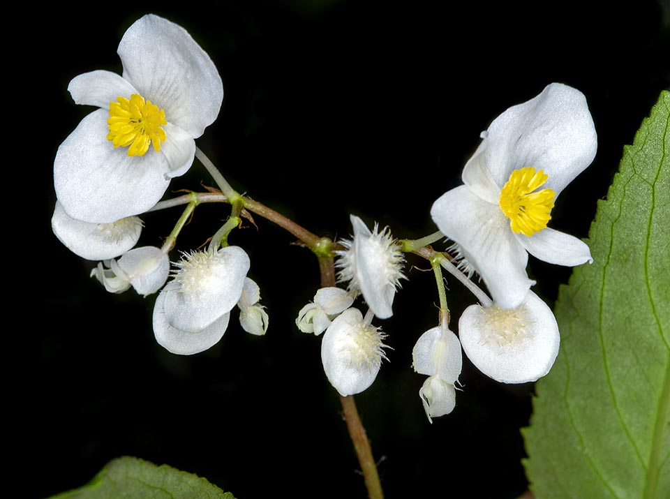 Begonia echinosepala