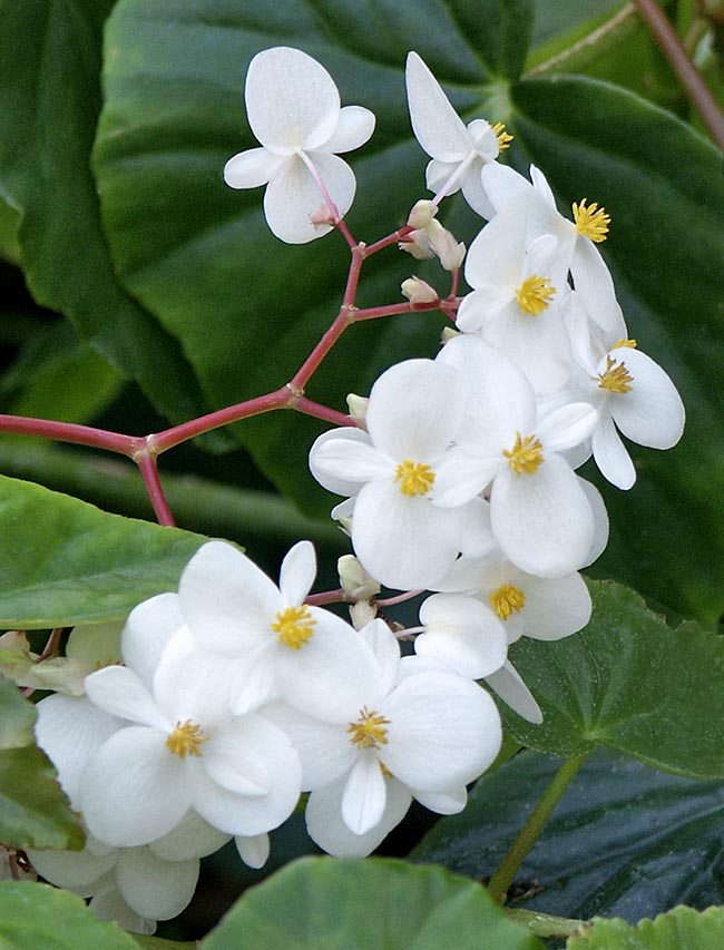 Begonia odorata