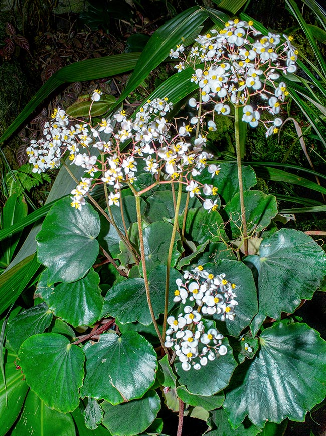 Begonia floccifera