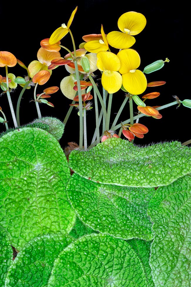 Begonia staudtii