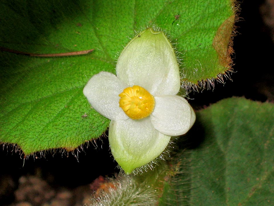 Begonia villifolia