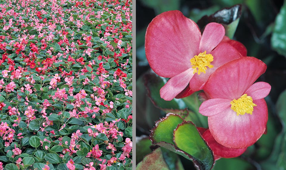 Begonia semperflorens