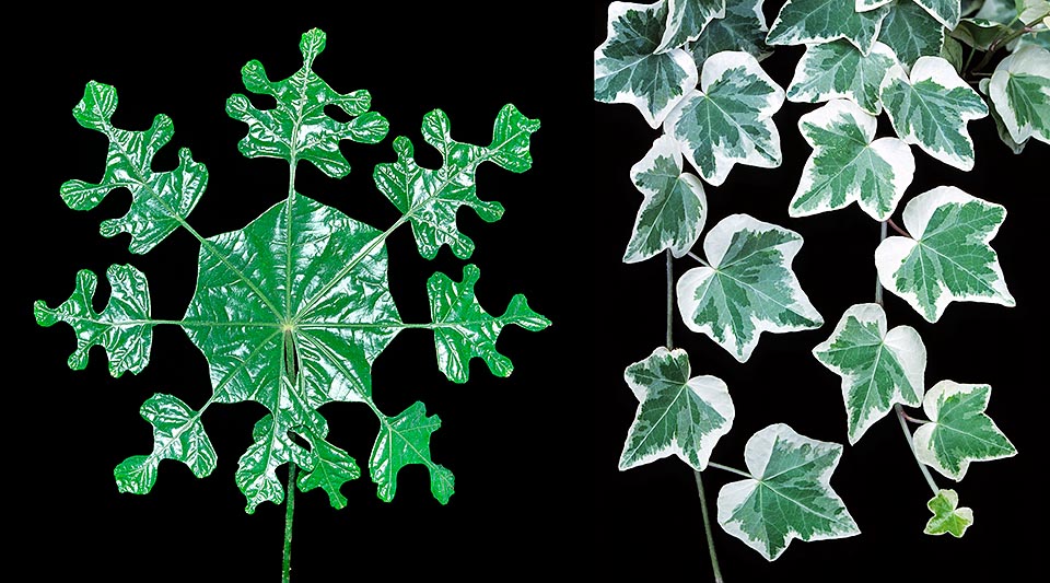 Le Araliaceae hanno spesso foglie molto decorative. A sinistra quella di una Trevesia palmata, simile ad un fiocco di neve, a destra una forma variegata di Hedera helix © Giuseppe Mazza