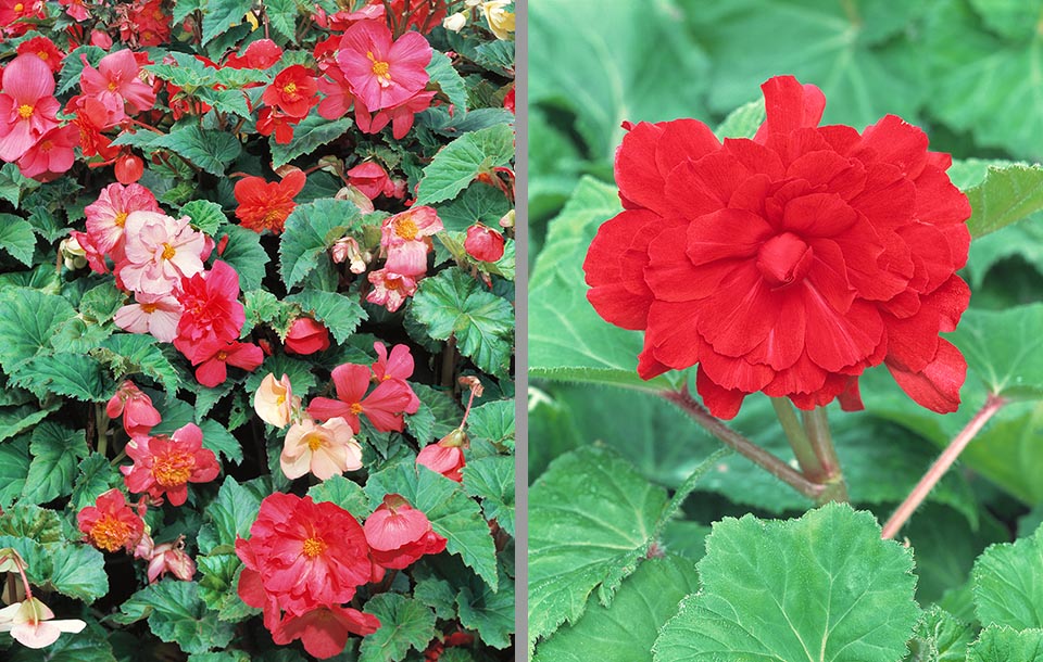 Begonia tuberhybrida