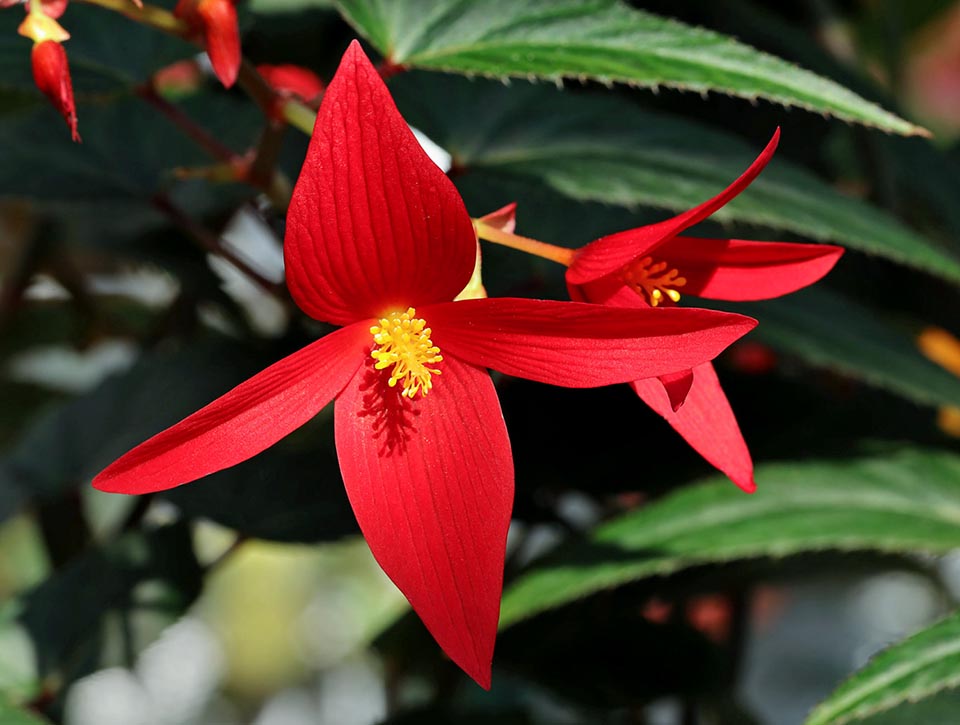 Begonia boliviensis