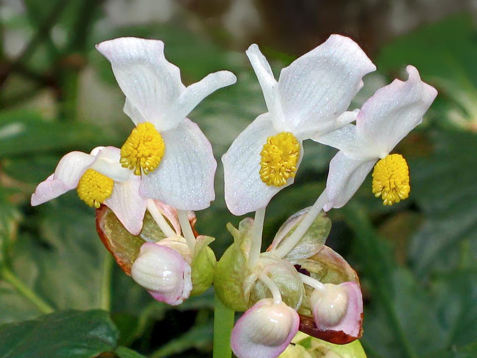 Begonia miranda