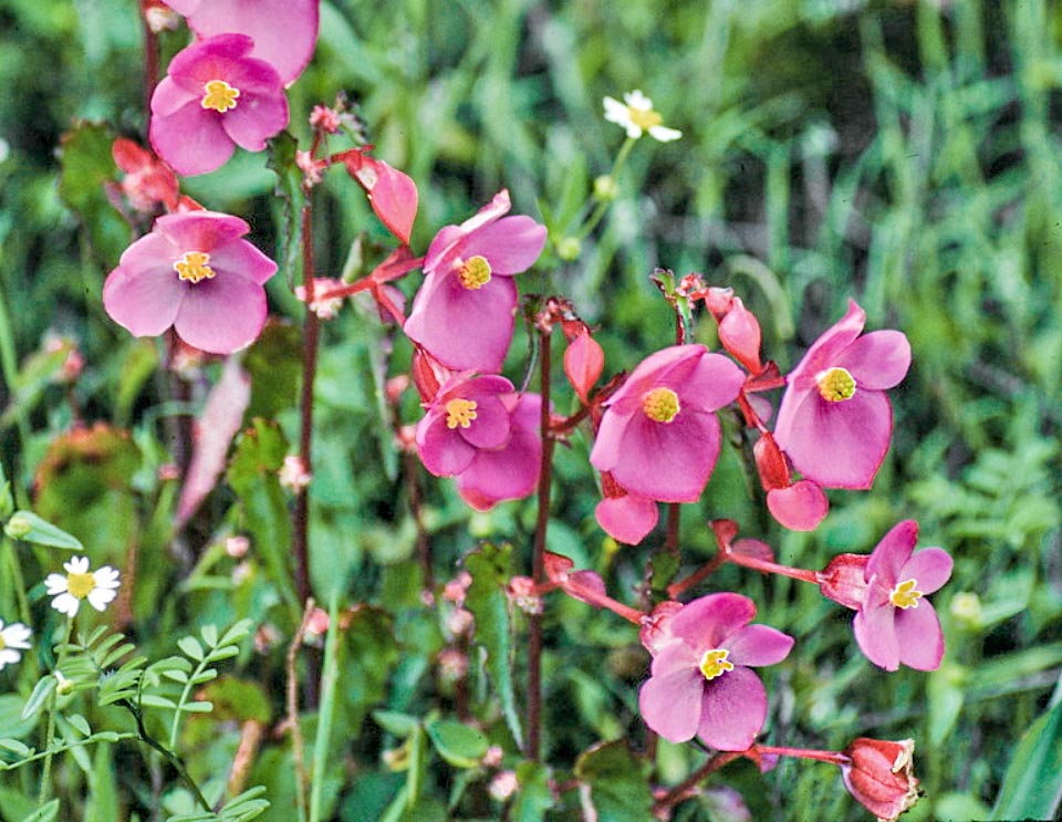 Begonia gracilis 