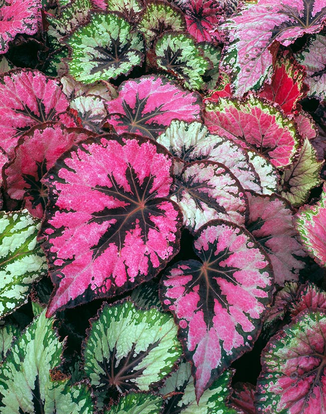 Begonia rex