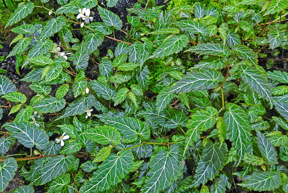 Begonia vareschii