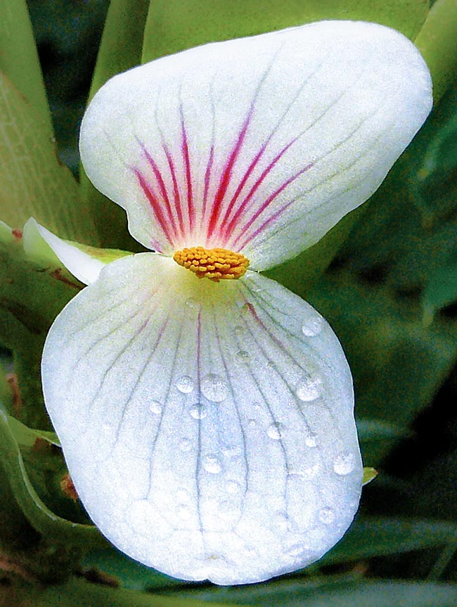 Begonia ampla