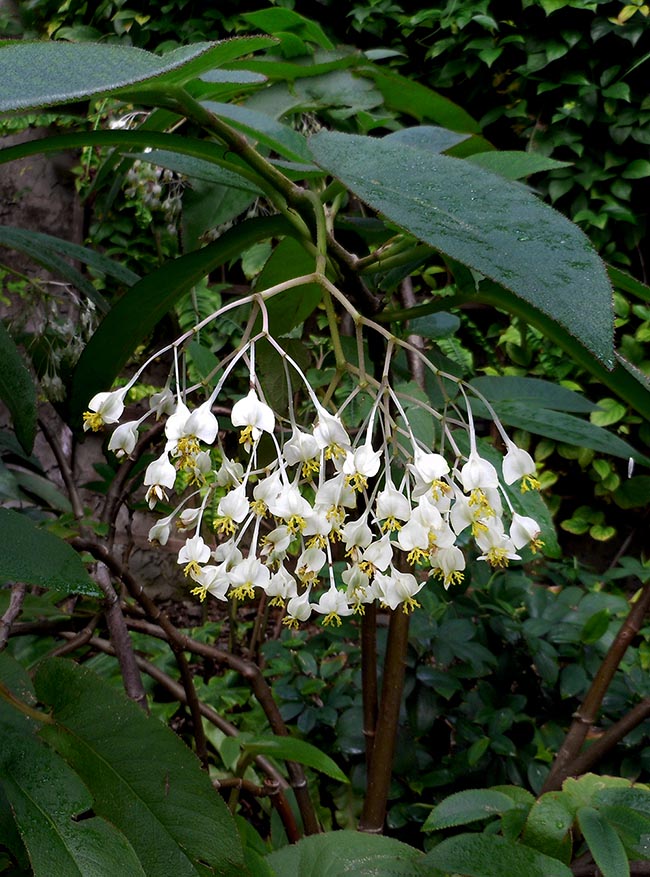 Begonia egregia