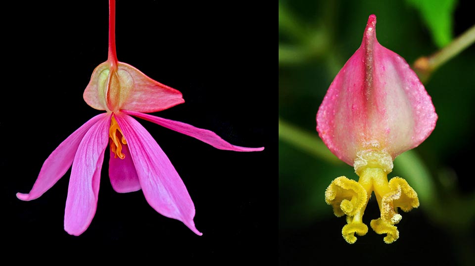 Begonia pendula, Begonia formosana