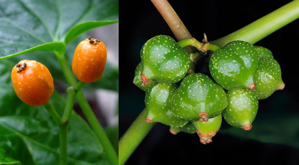 Begonia salaziensis,, Begonia aptera