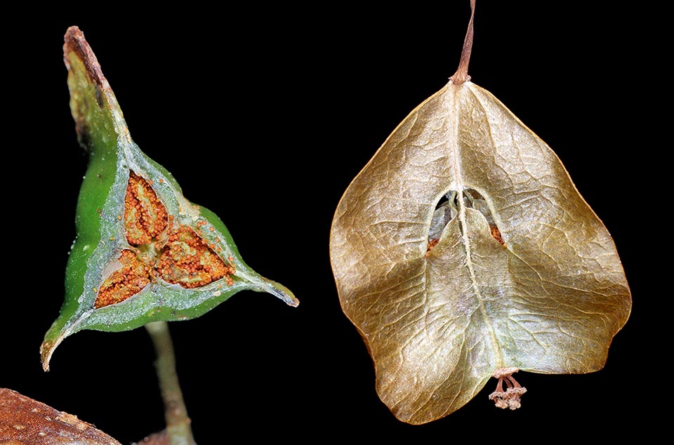 Begonia chuyunshanensis, Begonia corallina