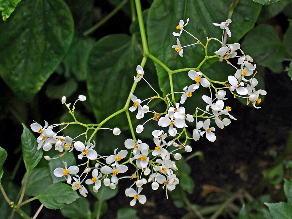 Begonia malabarica