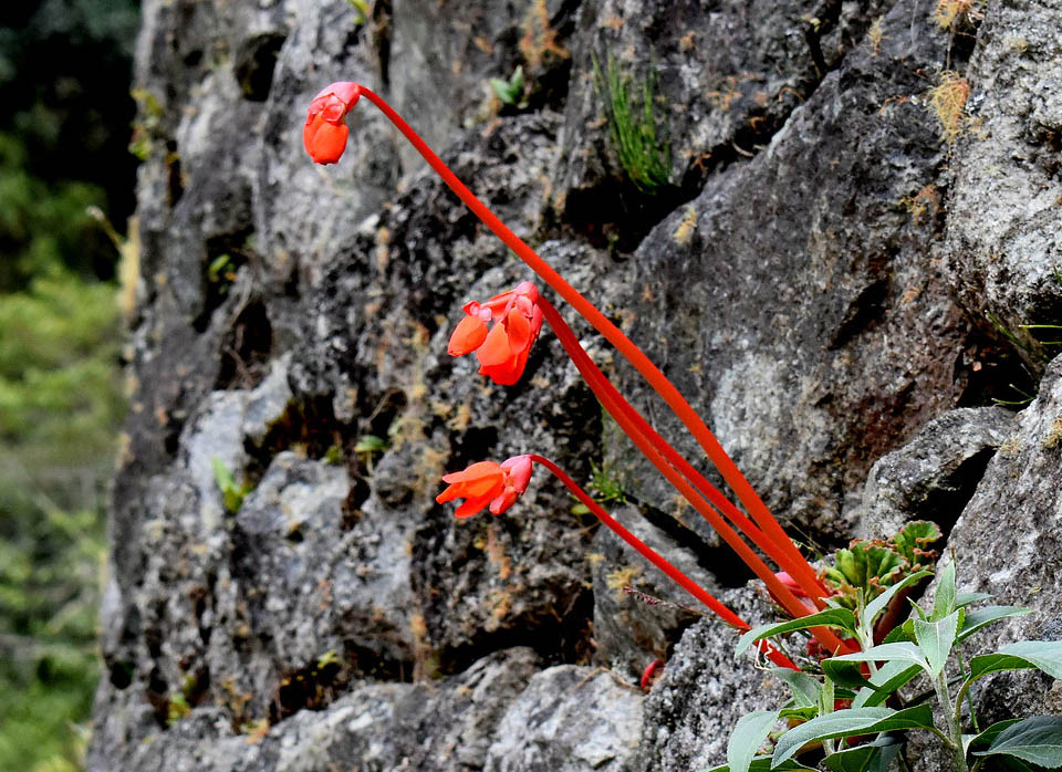 Begonia veitchii