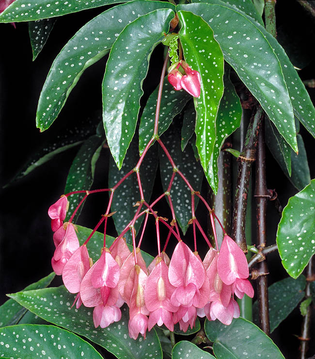 Begonia maculata, Begonia corallina