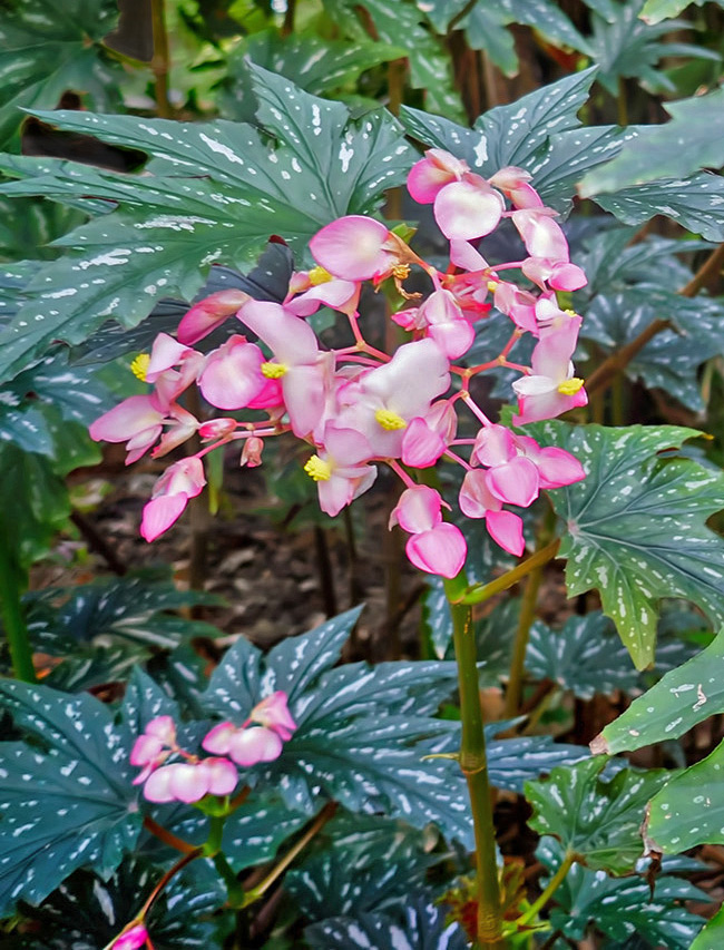 Begonia aconitifolia, begonia metallica