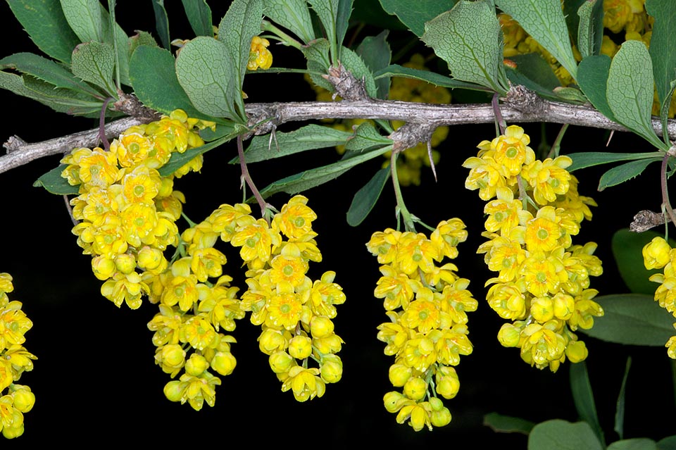 Famille Berberidaceae, Berberis vulgaris