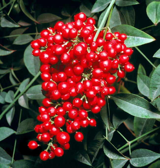 Famille Berberidaceae, Nandina domestica